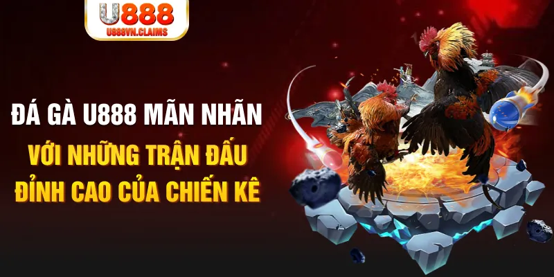 Đá Gà U888 Mãn Nhãn Với Những Trận Đấu Đỉnh Cao Của Chiến Kê